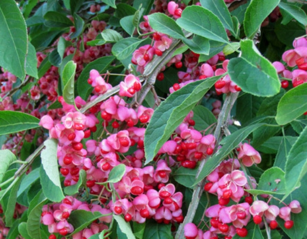 The Best Ornamental Shrubs With Decorative Fruits