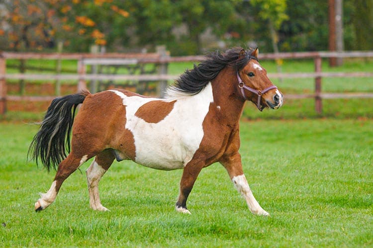 5 Steps for Equine Weight Loss – The Horse