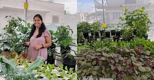 How I Grow Over 200 Kinds of Fruits, Veggies & Even Prawns on My Soil-Free Terrace