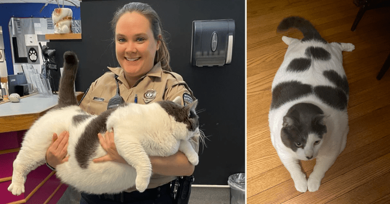 Patches the 42-Pound Owner Surrendered Cat Becomes an International Weight-Loss Inspiration